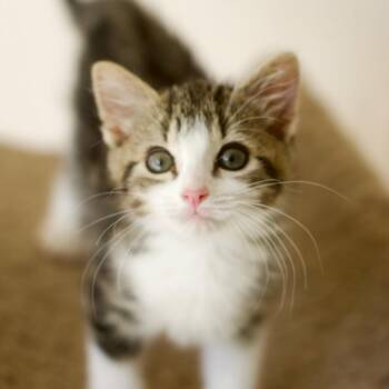 Theodore -  Domestic Short Hair Cat for Adoption in Umatilla, Florida - Theodore | PetCurious