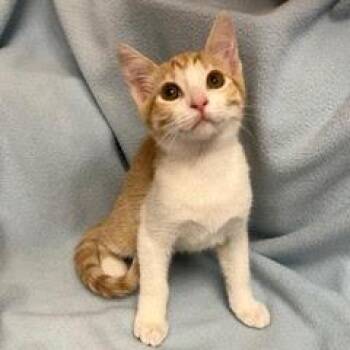Frogger -  Tabby Cat for Adoption in Green Valley, Arizona - Frogger | PetCurious