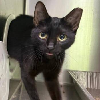 Magenta -  Domestic Short Hair Cat Available for Adoption in Cumming, Georgia - Magenta | PetCurious