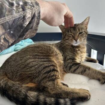 Mittens C10799 -  Domestic Short Hair and American Shorthair Cat Available for Adoption - Mittens C10799 | PetCurious