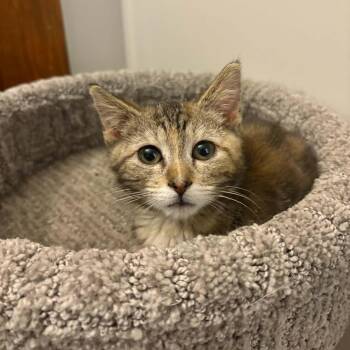 Seraphine -  Domestic Short Hair Cat for Adoption in Waterloo, Iowa - Seraphine | PetCurious