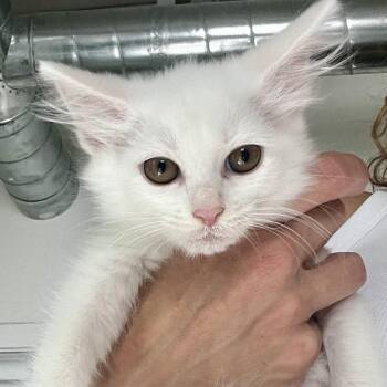 Domestic Long Hair Cats Available for Adoption in Juno Beach, Florida - Lovelight | PetCurious