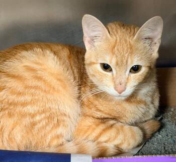Sunoco -  Domestic Short Hair Cat for Adoption in Cincinnati, Ohio - Sunoco | PetCurious