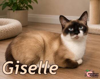 Giselle -  Siamese and Domestic Short Hair Cat for Adoption in Douglasville, Georgia - Giselle | PetCurious