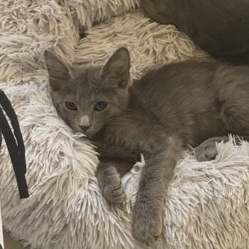 Violet -  Domestic Medium Hair and Russian Blue Cat for Adoption in Norco, California - Violet | PetCurious