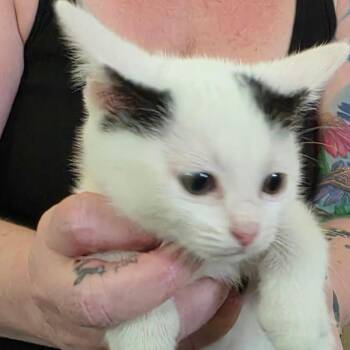 Chef Smurf -  Domestic Short Hair Cat for Adoption in Muncie, Indiana - Chef Smurf | PetCurious