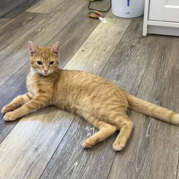Colby -  Domestic Short Hair Cat for Adoption in Georgetown, Kentucky - Colby | PetCurious