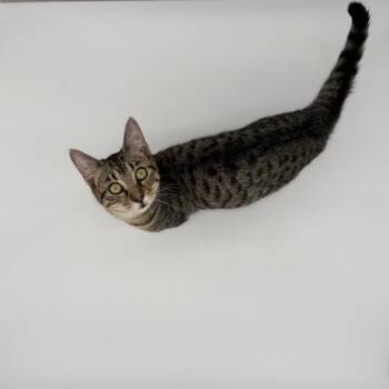 Domestic Short Hair Cats Available for Adoption - Tasha | PetCurious