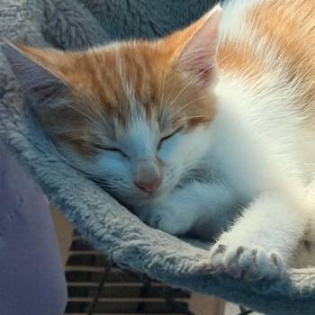 Gouda -  Domestic Short Hair Cat for Adoption - Gouda | PetCurious