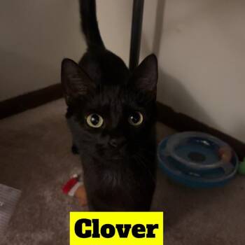 Domestic Short Hair Cats Available for Adoption in Edwardsville, Illinois - Clover | PetCurious