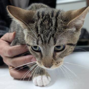 Adam -  Domestic Short Hair Cat for Adoption in Canton, Illinois - Adam | PetCurious