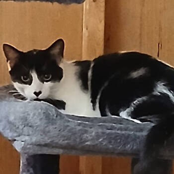 Rescue Domestic Short Hair Cats for Adoption in Nashville, Tennessee - Wynn | PetCurious