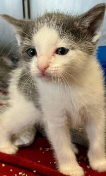 Rescue Domestic Short Hair Cats for Adoption in Lima, Ohio - Toasty | PetCurious