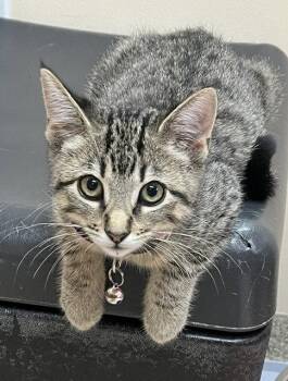 Kitten Razzles -  Domestic Short Hair Cat for Adoption in Seal Beach, California - Kitten Razzles | PetCurious
