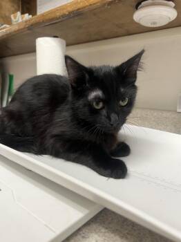 Domestic Short Hair Cats Available for Adoption - Rogelio | PetCurious