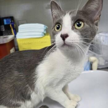 Domestic Short Hair Cats Available for Adoption in Oakland, California - Snuggles (bonded W/ Hugs) | PetCurious