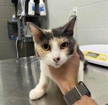 LINDA -  Domestic Short Hair Cat for Adoption in Indianapolis, Indiana - LINDA | PetCurious