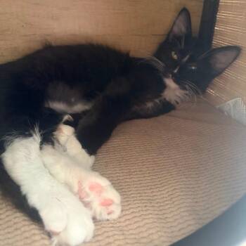 Lila Aero -  Domestic Long Hair Cat Available for Adoption in Phoenix, Arizona - Lila Aero | PetCurious