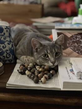 Domestic Short Hair Cats Available for Adoption - Steve* | PetCurious