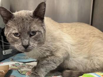 Siamese and Domestic Short Hair Cats Available for Adoption in Pueblo, Colorado - ILYA | PetCurious