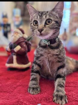 Rescue Domestic Short Hair Cats for Adoption in Liverpool, Texas - Buddy | PetCurious