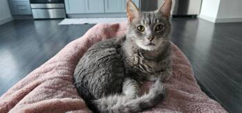 Domestic Short Hair Cats Available for Adoption - Eden Park | PetCurious