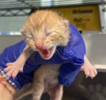 Domestic Short Hair Cats Available for Adoption in Dallas, Texas - MAY | PetCurious