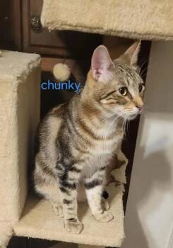 Chunky -  Tabby Cat Available for Adoption in Fresno, California - Chunky | PetCurious