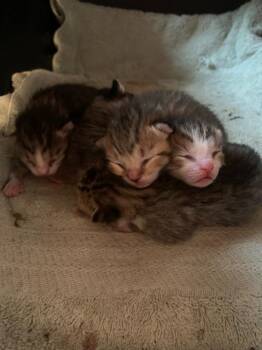 Neptune -  Tabby Cat Available for Adoption in San Antonio, Texas - Neptune | PetCurious