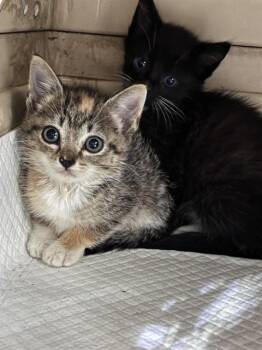 KITTY -  Domestic Short Hair Cat for Adoption in Fort Myers, Florida - KITTY | PetCurious