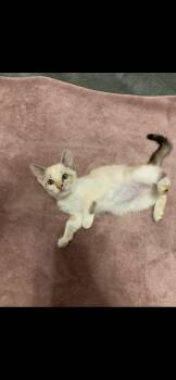 Rescue Siamese Cats for Adoption in Greensboro, North Carolina - Snowflake | PetCurious