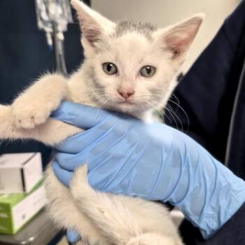 Holly -  Domestic Short Hair Cat for Adoption in Newark, New Jersey - Holly | PetCurious