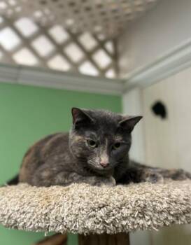 Edie -  Domestic Short Hair Cat for Adoption in Chicago, Illinois - Edie | PetCurious