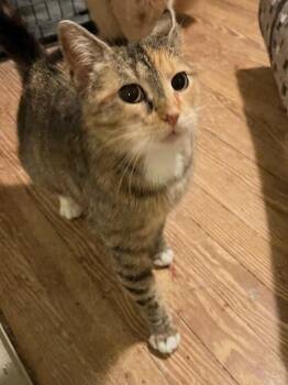 Domestic Short Hair Cats Available for Adoption - Tammy | PetCurious