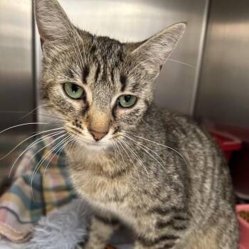 Elvira -  Domestic Short Hair Cat for Adoption in Harrisville, West Virginia - Elvira | PetCurious