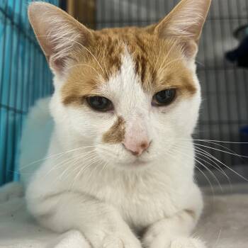 Chuckles -  Domestic Short Hair Cat for Adoption in Puslinch, Ontario - Chuckles | PetCurious
