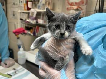 Rescue Domestic Short Hair Cats for Adoption in Raleigh, North Carolina - MARIAN | PetCurious