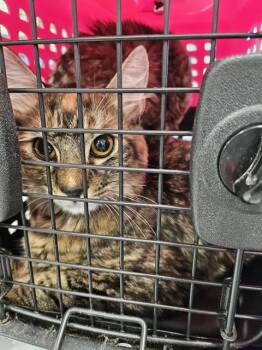 COVERGIRL -  Domestic Medium Hair Cat for Adoption in Palmetto, Florida - COVERGIRL | PetCurious