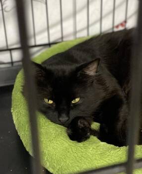 Rescue Domestic Short Hair Cats for Adoption in New Canaan, Connecticut - Marshall | PetCurious