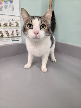 Domestic Short Hair Cats Available for Adoption in Athens, Tennessee - Stanton | PetCurious