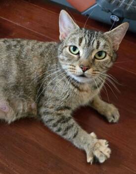 The Eagles: Witchy Woman -  Tabby Cat Available for Adoption - The Eagles: Witchy Woman | PetCurious