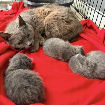 Sylvia -  Domestic Short Hair Cat for Adoption in Seven Valleys, Pennsylvania - Sylvia | PetCurious