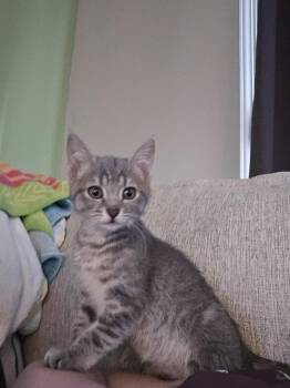 Freya -  Domestic Short Hair Cat for Adoption in Greenbelt, Maryland - Freya | PetCurious