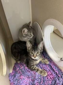 Hubble -  Domestic Medium Hair and Domestic Short Hair Cat for Adoption in Bellevue, Washington - Hubble | PetCurious