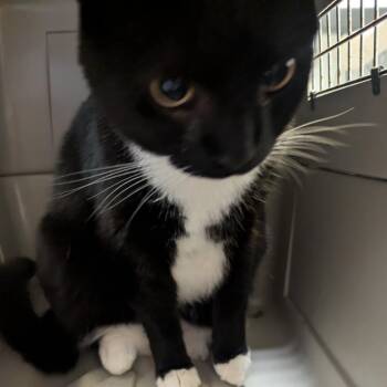 Aegon -  Domestic Short Hair Cat for Adoption in Charlottesville, Virginia - Aegon | PetCurious