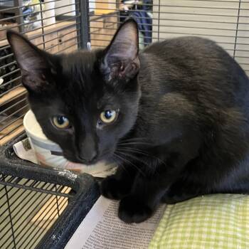 Amos -  Domestic Short Hair Cat for Adoption in Parma, Ohio - Amos | PetCurious
