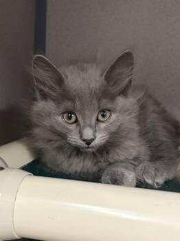 Pompom -  Domestic Medium Hair Cat for Adoption in Alexandria, Virginia - Pompom | PetCurious