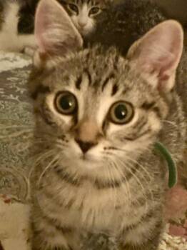 Crackle -  Domestic Short Hair Cat for Adoption in Mineral Point, Wisconsin - Crackle | PetCurious