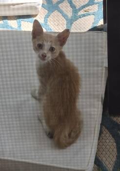 If-7 -  Domestic Short Hair Cat for Adoption in Lawrenceville, Georgia - If-7 | PetCurious