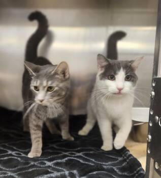 Sally and Gillian -  Domestic Short Hair Cat for Adoption in Clayton, New Jersey - Sally And Gillian | PetCurious